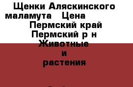 Щенки Аляскинского маламута › Цена ­ 12-15000 - Пермский край, Пермский р-н Животные и растения » Собаки   